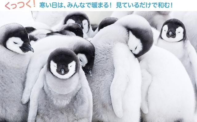 まさに「モフモフ」の宝庫! こんな光景を見ていると、南極の過酷さも忘れてしまう