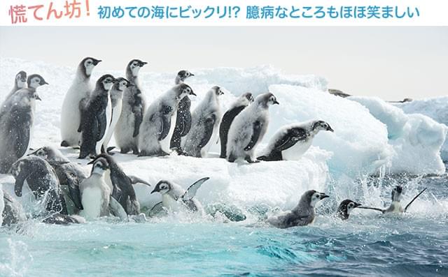 ヒナ鳥たちの「巣立ちの旅」にも迫る! 彼らが目指す先は?