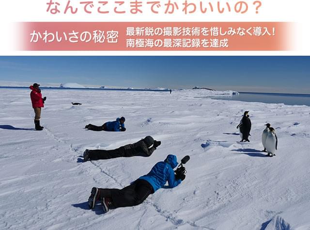 好奇心いっぱいのペンギンたちは、撮影隊を恐れず、逆に近づいてくる