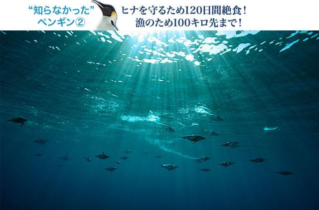ヒナのために100キロ先で行われる漁の模様も、美しい水中撮影映像が捉える
