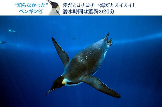 氷上と水中ではまるで印象が変わる! 氷の下の暗く深い海も自由自在