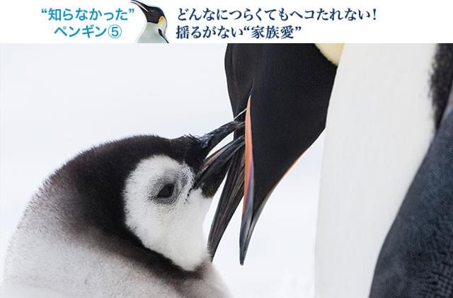 片方が漁に出ている間、もう一方の親は我慢強く待つ! 自身の蓄えも分け与えながら