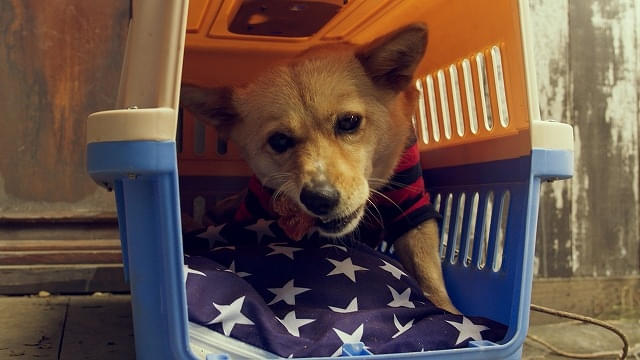 ご安心ください、犬は無事です！