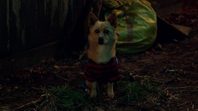 ご安心ください、犬は無事です！（2回目）